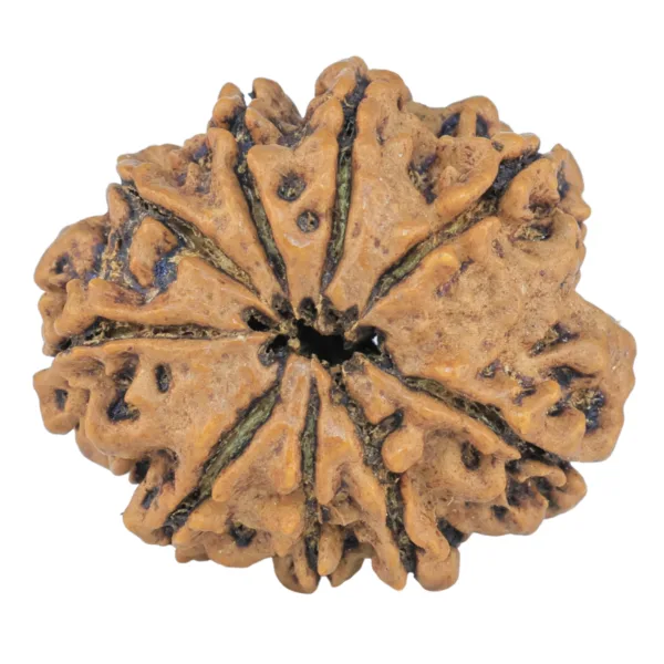 9 Mukhi Rudraksha 26.6mm 4.37gm - Rudraksha back