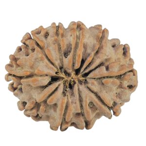 10 Mukhi Rudraksha 28.4mm 5.17gm - Rudraksha back
