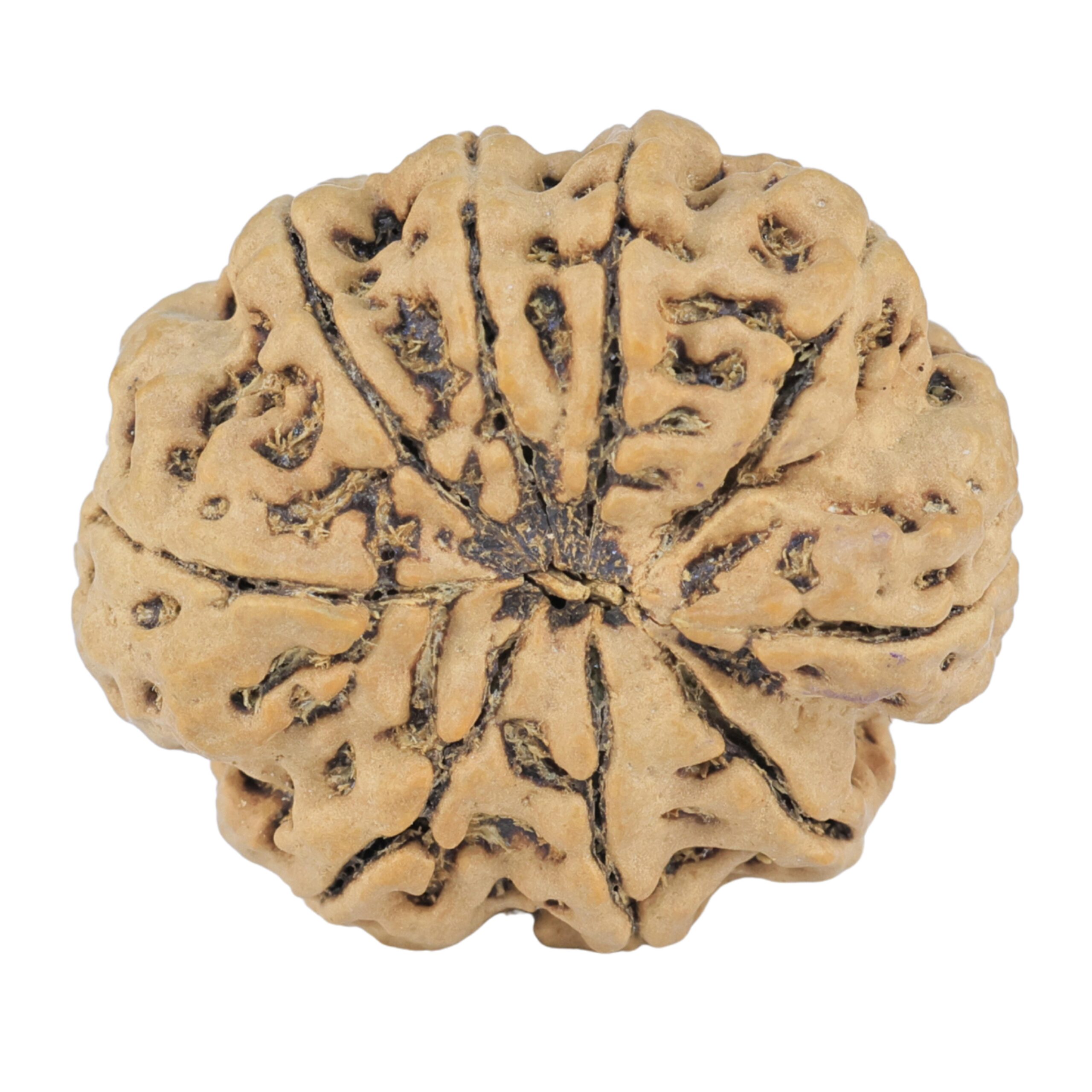 9 Mukhi Rudraksha 25.4mm 3.76gm - Rudraksha back
