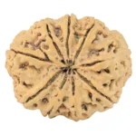 9 Mukhi Rudraksha 29mm 4.32gm - Rudraksha back