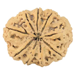 9 Mukhi Rudraksha 29mm 4.32gm - Rudraksha back