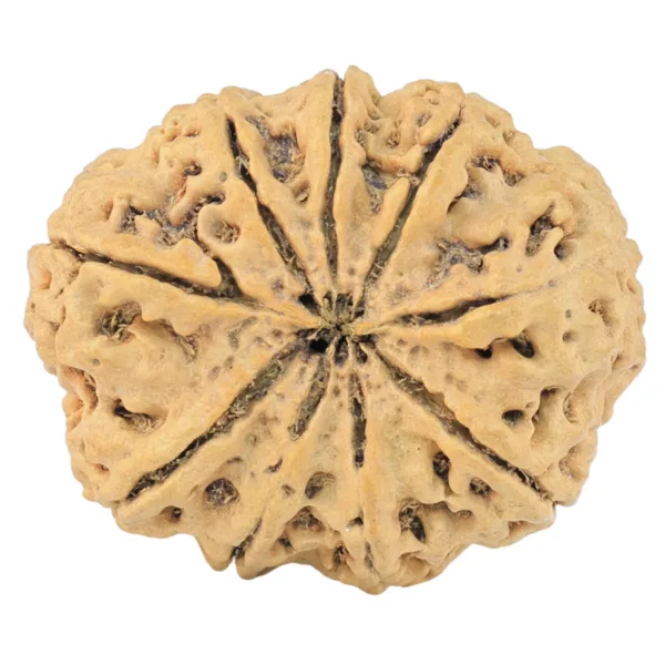 9 Mukhi Rudraksha 29mm 4.32gm - Rudraksha back