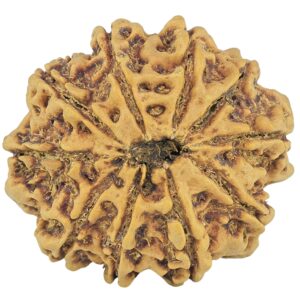 10 Mukhi Rudraksha 28.9mm 6.13gm - Rudraksha back
