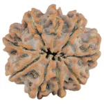 9 Mukhi Rudraksha 25.9mm 5.77gm - Rudraksha back