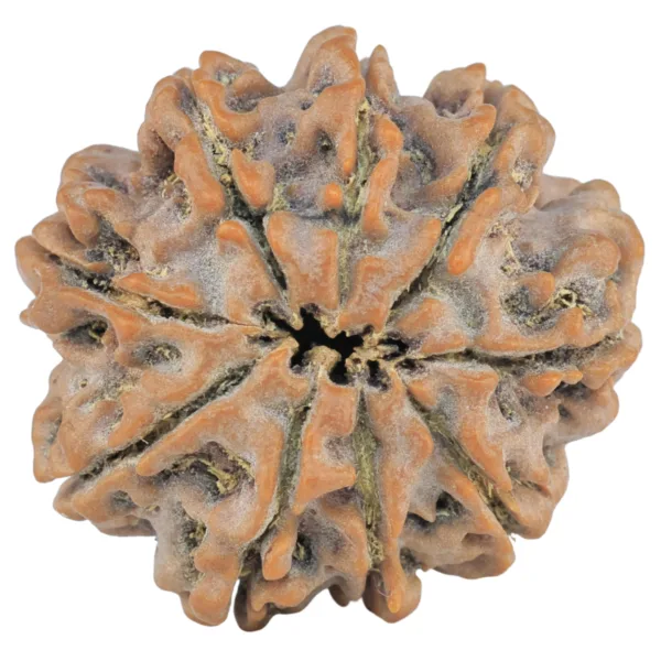 9 Mukhi Rudraksha 25.9mm 5.77gm - Rudraksha back