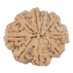 9 Mukhi Rudraksha 26mm 5gm - Origin: Nepal - Rudraksha back
