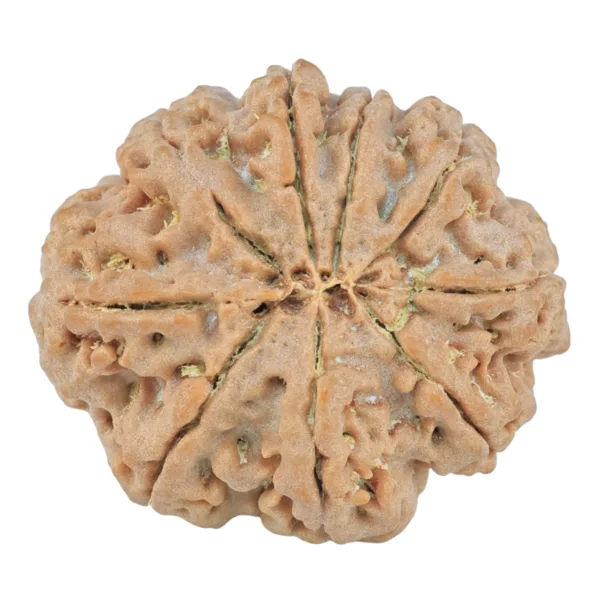 9 Mukhi Rudraksha 26mm 5gm - Origin: Nepal - Rudraksha back