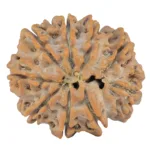 9 Mukhi Rudraksha 29mm 6.58gm - Rudraksha back