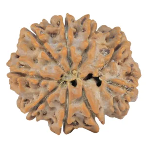 9 Mukhi Rudraksha 29mm 6.58gm - Rudraksha back
