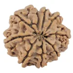 9 Mukhi Rudraksha 28.1mm 6.58gm - Rudraksha back