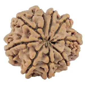 9 Mukhi Rudraksha 28.1mm 6.58gm - Rudraksha back