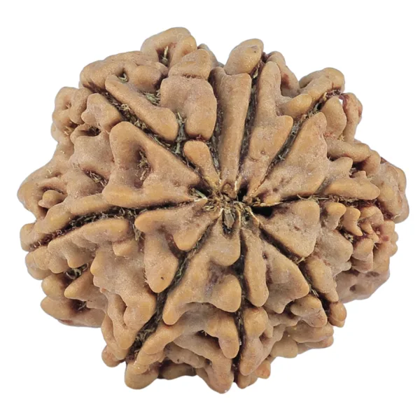 9 Mukhi Rudraksha 28.1mm 6.58gm - Rudraksha back