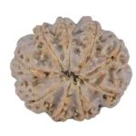 9 Mukhi Rudraksha 27.9mm 6.11gm - Rudraksha back
