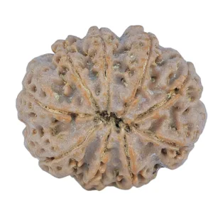 9 Mukhi Rudraksha 27.9mm 6.11gm - Rudraksha back