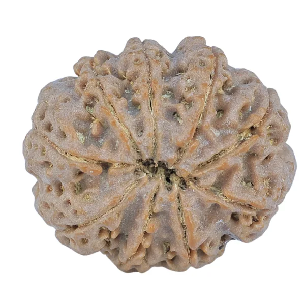 9 Mukhi Rudraksha 27.9mm 6.11gm - Rudraksha back