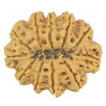 11 Mukhi Rudraksha 37.4mm 11.12gm - Rudraksha back