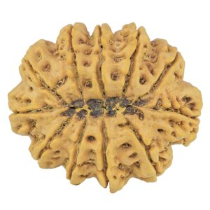 11 Mukhi Rudraksha 37.4mm 11.12gm - Rudraksha back
