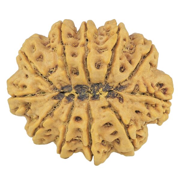 11 Mukhi Rudraksha 37.4mm 11.12gm - Rudraksha back