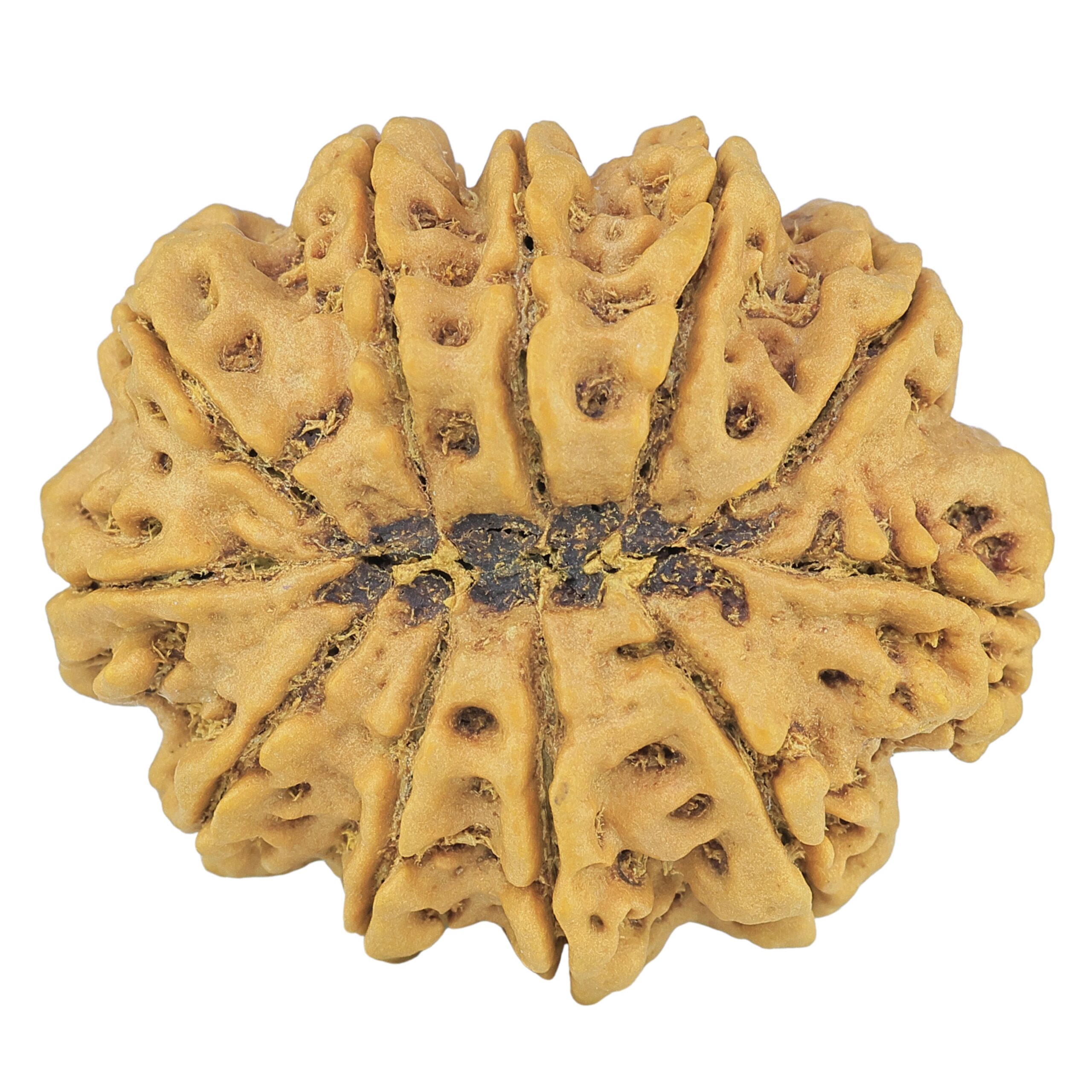 11 Mukhi Rudraksha 37.4mm 11.12gm - Rudraksha back