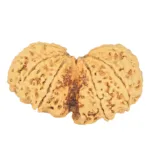 10 Mk Gaurishankar 43.6mm 8.39gm - Rudraksha back