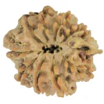 10 Mukhi Ganesh 20.7mm 2.21gm - Rudraksha back