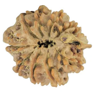 10 Mukhi Ganesh 20.7mm 2.21gm - Rudraksha back