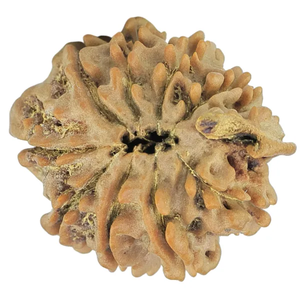10 Mukhi Ganesh 20.7mm 2.21gm - Rudraksha back