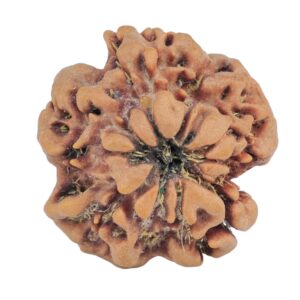 1MK(Underdeveloped) 23mm 3.71gm - Rudraksha back