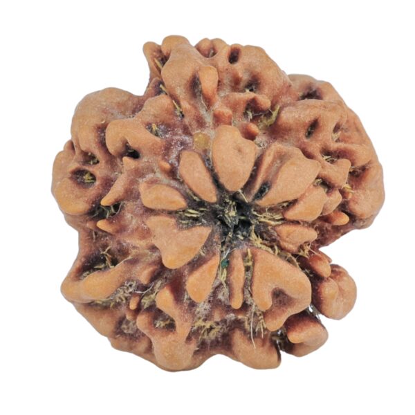 1MK(Underdeveloped) 23mm 3.71gm - Rudraksha back