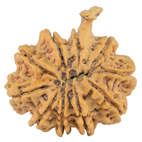10 Mukhi Ganesh 31.2mm 7.37gm - Rudraksha back