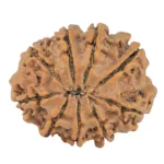9 Mukhi Rudraksha 26.7mm 4.31gm - Rudraksha back