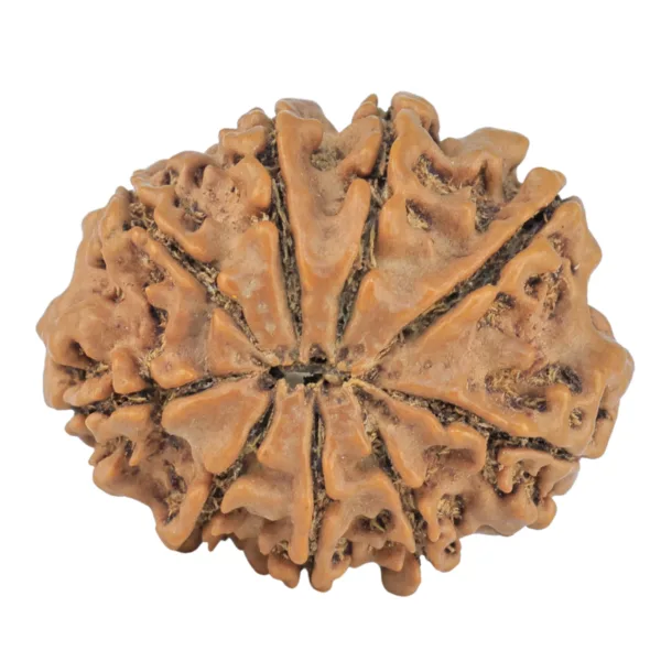 9 Mukhi Rudraksha 26.7mm 4.31gm - Rudraksha back