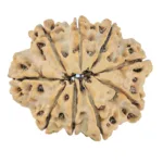 9 Mukhi Rudraksha 27.7mm 4.72gm - Rudraksha back