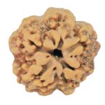 1MK(Underdeveloped) 23.8mm 4.54gm - Rudraksha back