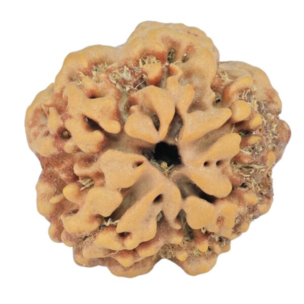 1MK(Underdeveloped) 23.8mm 4.54gm - Rudraksha back