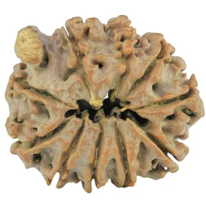 10 Mukhi Ganesh 23.5mm 3.17gm - Rudraksha back