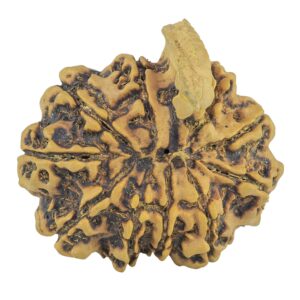 10 Mukhi Ganesh 33mm 7.11gm - Rudraksha back