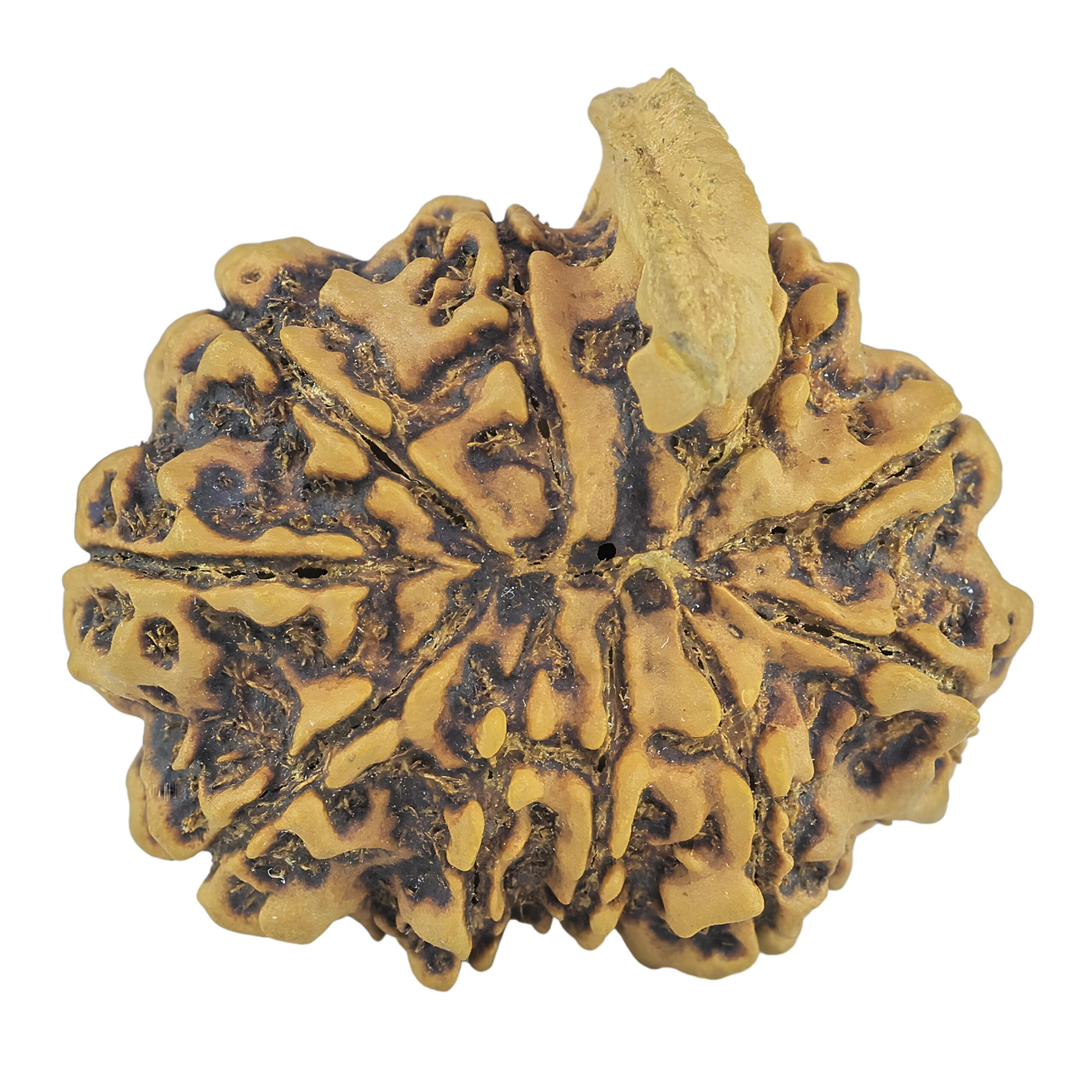 10 Mukhi Ganesh 33mm 7.11gm - Rudraksha back