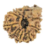 9 Mukhi Ganesh 19mm 1.73gm - Rudraksha back