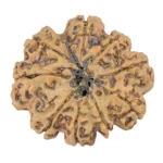 9 Mukhi Rudraksha 28.9mm 5.38gm - Rudraksha back