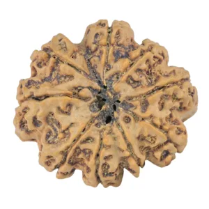 9 Mukhi Rudraksha 28.9mm 5.38gm - Rudraksha back