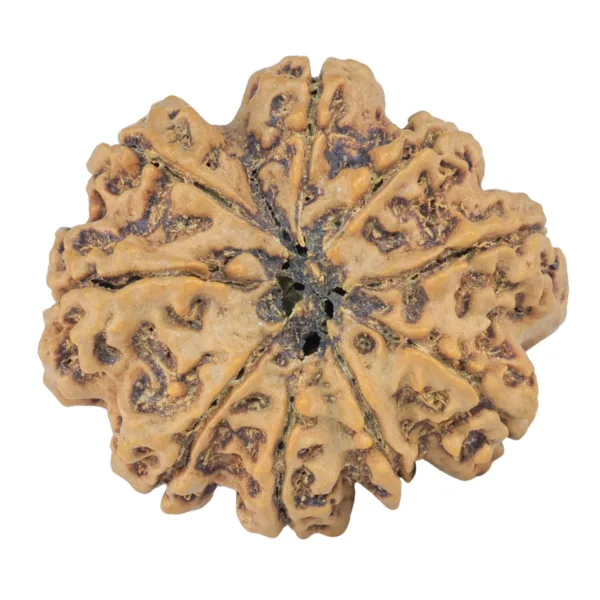 9 Mukhi Rudraksha 28.9mm 5.38gm - Rudraksha back