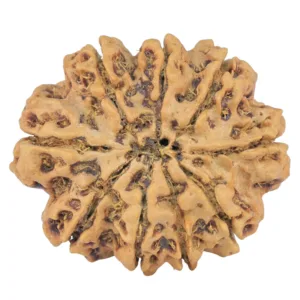 9 Mukhi Rudraksha 26.2mm 3.68gm - Rudraksha back