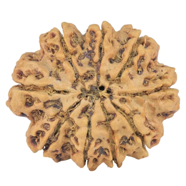 9 Mukhi Rudraksha 26.2mm 3.68gm - Rudraksha back