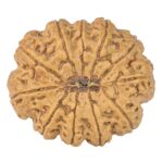 11 Mukhi Rudraksha 33.4mm 8.21gm - Rudraksha back