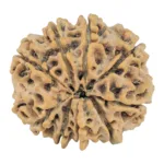 9 Mukhi Rudraksha 25.2mm 3.87gm - Rudraksha back