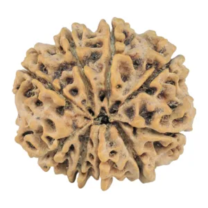 9 Mukhi Rudraksha 25.2mm 3.87gm - Rudraksha back