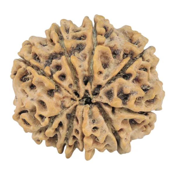 9 Mukhi Rudraksha 25.2mm 3.87gm - Rudraksha back