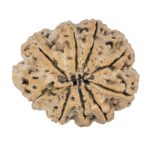 9 Mukhi Rudraksha 25.1mm 3.32gm - Rudraksha back