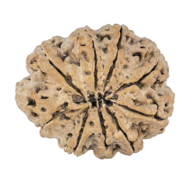 9 Mukhi Rudraksha 25.1mm 3.32gm - Rudraksha back